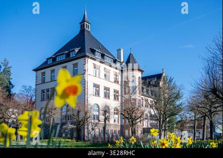 DAS Bensheimer Rathaus im Frühling, Osterglocken im Vordergrund, Bild : Thomas Neu Banque D'Images