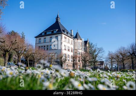 DAS Bensheimer Rathaus im Frühling, Osterglocken im Vordergrund, Bild : Thomas Neu Banque D'Images