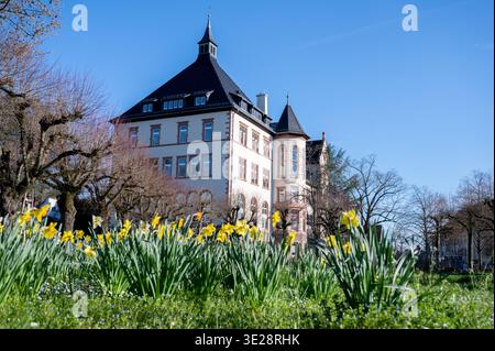 DAS Bensheimer Rathaus im Frühling, Osterglocken im Vordergrund, Bild : Thomas Neu Banque D'Images