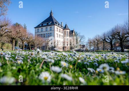 DAS Bensheimer Rathaus im Frühling, Osterglocken im Vordergrund, Bild : Thomas Neu Banque D'Images