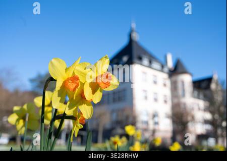 DAS Bensheimer Rathaus im Frühling, Osterglocken im Vordergrund, Bild : Thomas Neu Banque D'Images