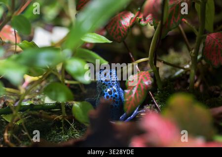 Teinture de grenouille dard poison (Dendrobates tinctorius 'Azureus'), amphibien de la famille des Dendrobatidae, région indigène : Amérique du Nord-Sud. Banque D'Images