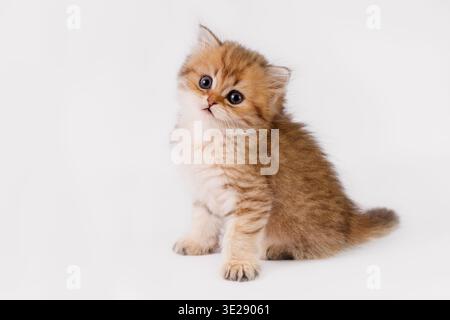 Adorable chaton de gingembre moelleux avec les yeux bleus regardant la caméra. Photo en studio d'un chat de race British Shorthair sur un fond blanc et propre. Parfait pour pe Banque D'Images
