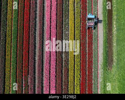 Vue aérienne de champs de tulipes vibrants rayés de couleurs, un tracteur travaillant entre les rangées, contrastant avec le champ vert adjacent, Benningbroek, Banque D'Images