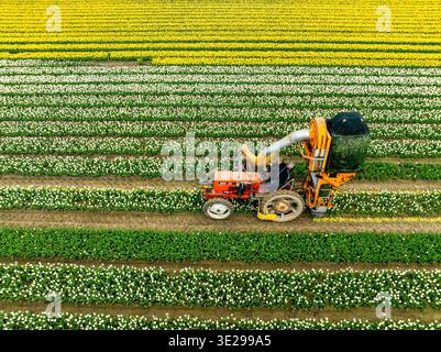 Vue aérienne de champs de tulipes vibrants rayés de jaune, blanc et vert, où un tracteur récolte au milieu de la tapisserie florale, Wognum, Noord-Holland, Banque D'Images