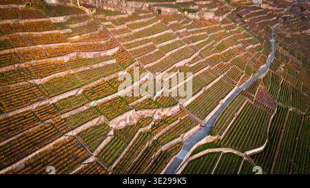 Vue aérienne de vignobles dorés descendant les pentes, en terrasses de murs de pierre, créant un patchwork fascinant de couleurs et de textures, Bourg-en-la Banque D'Images