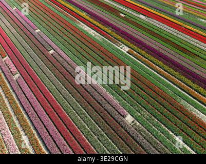 Vue aérienne des champs de tulipes vibrants créant des rayures colorées à travers le paysage, une tapisserie florale en pleine floraison, Oostwoud, Hollande du Nord, Netherla Banque D'Images