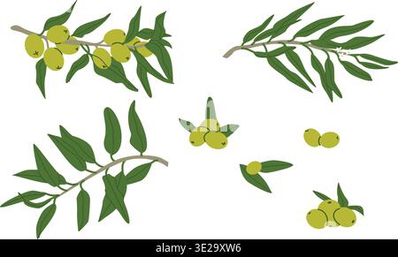 Parties de plante d'olive de dessin animé avec branche d'arbre, fruits et feuilles. Illustration rétro plate d'olives vertes. Art vintage pour l'emballage d'huile, nourriture en conserve, te Illustration de Vecteur