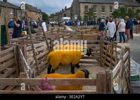 Suffolk Sheep stand dans l'enclos avant la compétition (animaux de ferme de race pure, brebis et béliers, toison) - événement Masham Sheep Fair, North Yorkshire, Angleterre, Royaume-Uni. Banque D'Images