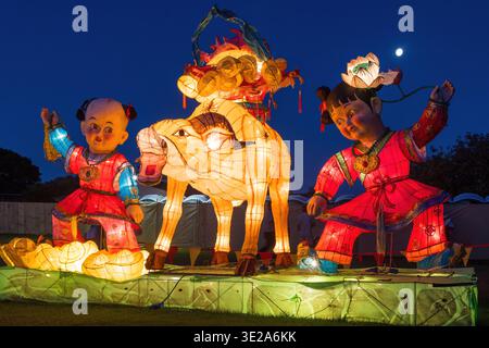 Sculptures de lanterne chinoise du nouvel an d'un garçon et d'une fille en costumes traditionnels colorés debout à côté d'un buffle d'eau Banque D'Images
