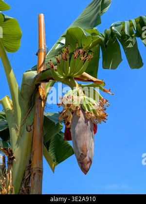 Gros plan d'une fleur de banane et de jeunes fruits émergeant d'une fleur de banane violette, entourés de feuilles vertes luxuriantes dans un jardin tropical ensoleillé. Banque D'Images