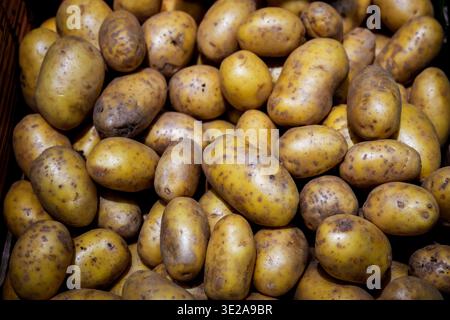 Plein angle de pommes de terre fraîches. Une vue aérienne dense d'un grand tas de pommes de terre jaunes entières fraîches, non pelées, avec une texture et un sol naturels Banque D'Images