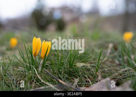 Gros plan de fleurs de crocus jaune vif fleurissant dans l'herbe verte au début du printemps. Plan bas angle de fleurs de crocus de printemps dans le jardin avec sélectif Banque D'Images