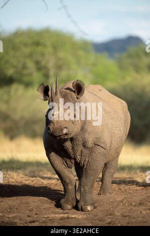 Rhinocéros noirs, Diceros bicornis, Parc national de Mkomazi, Tanzanie Banque D'Images