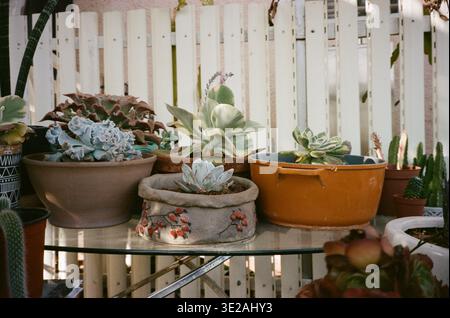 Une variété de succulentes sont placées dans différents pots sur une table en verre. Le cadre est un jardin d'arrière-cour, entouré d'une clôture en bois blanc. L'image capture un moment dans la nature. Banque D'Images