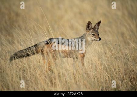 Chacal à dos noir, Canis mesomelas, Parc national de Tarangire, Tanzanie Banque D'Images
