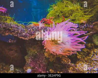 Anémone rose de mer dynamique dans l'écosystème du récif sous-marin Banque D'Images