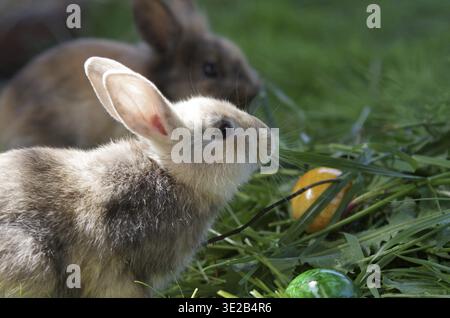 Lapin (cuniculus), portrait, Pâques, oeuf de Pâques, mignon, lapin de Pâques, deux lapins assis dans l'herbe à côté d'œufs colorés Banque D'Images