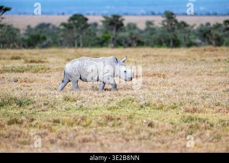 Rhinocéros blanc ou graminé (Ceratotherium simum), veau Banque D'Images