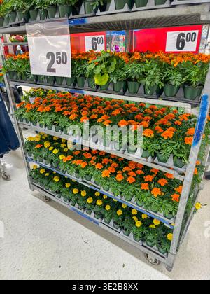 Fleurs de souci orange vif et jaune dans de petits pots exposés sur les étagères dans un magasin de jardin. Plantes de printemps saisonnières à vendre avec prix visible sig Banque D'Images