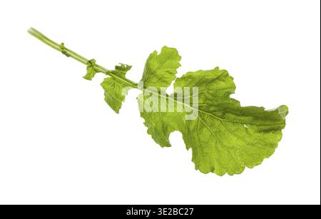 Feuille verte de radis (raphanus sativus var radicula) isolée sur fond blanc Banque D'Images