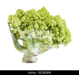 Vue latérale de brocoli romanesco frais isolé sur fond blanc Banque D'Images
