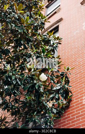 La fleur blanche de magnolia fleurit sur un magnolia à côté d'un bâtiment en briques dans un cadre urbain pendant la journée au printemps Banque D'Images