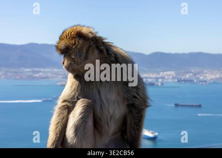 Un singe est assis sur un rocher à Gibraltar regardant loin de la caméra. En arrière-plan, l'océan et plusieurs navires peuvent être vus par une journée ensoleillée. Le scen Banque D'Images