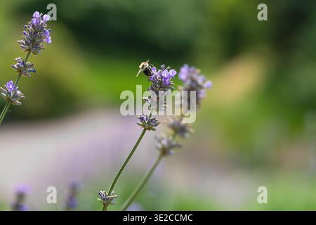Lavande violette avec Bumblebee Macro shot Banque D'Images