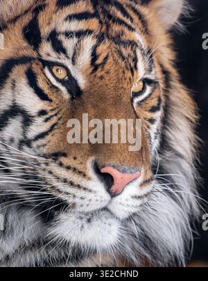 Femelle tigre de Sumatra (profil, gros plan) Banque D'Images