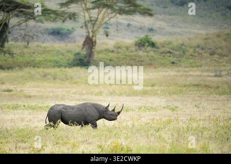 Rhinocéros noir, Diceros bicornis, cratère Ngorongoro, Tanzanie Banque D'Images