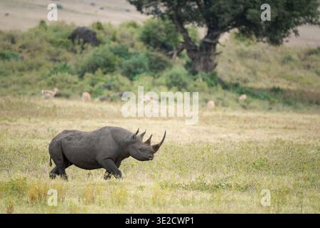 Rhinocéros noir, Diceros bicornis, cratère Ngorongoro, Tanzanie Banque D'Images