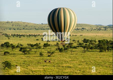 Vol au-dessus des girafes, safari en montgolfière, parc national du Serengeti, Tanzanie Banque D'Images