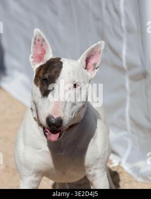 Chien Bull terrier blanc miniature debout près d'une tente et posant pour un portrait en lumière naturelle Banque D'Images