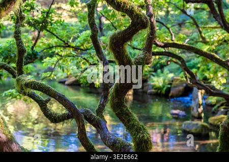 Un arbre abstrait avec des feuilles vertes et des branches moussues se dresse à côté d'un plan d'eau. L'eau est calme, et les branches de l'arbre tendent la main dessus. Banque D'Images