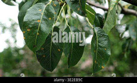 Maladies des plantes. Les feuilles vertes d'un poire avec des taches rouillées balancent sur la brise d'été gros plan. Mildiou, croûte ou brûlure bactérienne. Maladie fongique de Banque D'Images