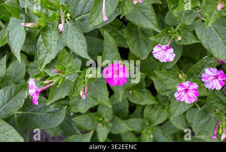 Merveille du Pérou (mirabilis jalapa) fleurs au jardin. Nyctaginaceae vivace originaire d'Amérique tropicale. Il fleurit vers 16 heures, donc il s'appelle t Banque D'Images