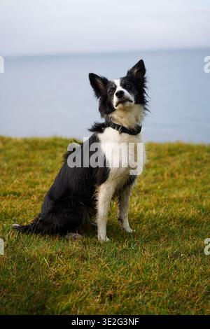 Chien assis sur l'herbe verte dans les îles Féroé Banque D'Images