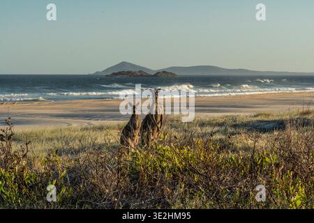 Deux kangourous se dressent sur l'herbe des dunes surplombant une plage de sable et les vagues roulantes. Banque D'Images
