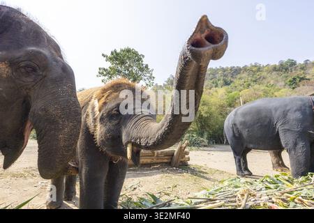 Bébé éléphant mollet ludique et heureux avec sa trompe relevée. Ce jeune animal mignon montre un moment joyeux dans la nature. gros plan sur la faune et la flore de sa famille Banque D'Images