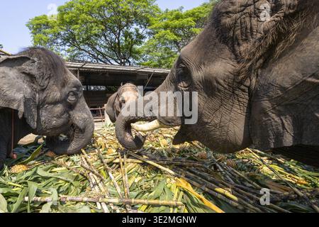 Famille heureuse d'éléphant d'Asie mangeant de la canne à sucre au sanctuaire de conservation. Cette vue rapprochée montre un grand animal et son bébé jouissant d'un repas paisible t Banque D'Images