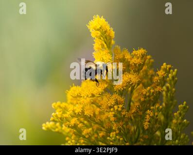 Abeille charpentier pollinisant une fleur de verge d'or Banque D'Images