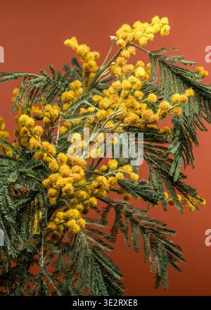Jaune vif Mimosa Acacia Dealbata fleurs sur fond brun Banque D'Images