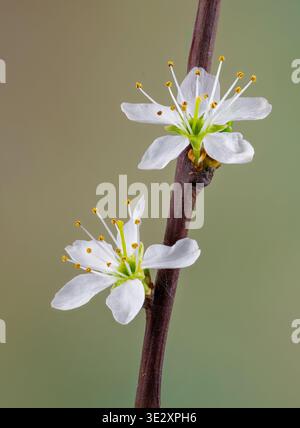 Un gros plan d'une paire de fleurs blanches sur une brindille d'un Bush Blackthorn Banque D'Images