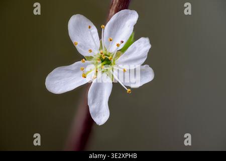Un gros plan d'une fleur blanche solitaire sur une brindille d'un Bush Blackthorn Banque D'Images