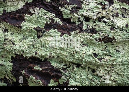 Cetrelia cetrarioides, Flavoparmelia caperata, souvent connu sous le nom de lichen greenshield sur l'écorce d'arbre, un gros plan du lichen vert pâle Banque D'Images