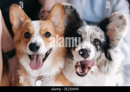 Gros plan portrait deux animaux domestiques heureux chiens regardant la caméra avec les langues dehors. Fawn et corgi blanc et corgi merle assis ensemble à l'intérieur. Mignon Banque D'Images