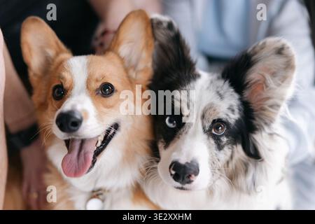 Portrait en gros plan de deux chiens corgi gallois assis ensemble. Fauve et corgi blanc avec corgi merle bleu regardant la caméra avec des expressions heureuses. Peluches Banque D'Images