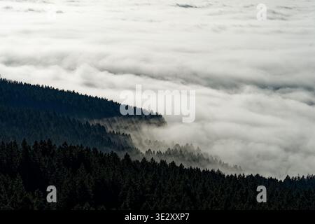 Un paysage forestier serein et couvert de brouillard à Zwiesel, en Bavière, en Allemagne, capturé en début de soirée avec un ciel bleu profond et une couverture de brume dense Banque D'Images