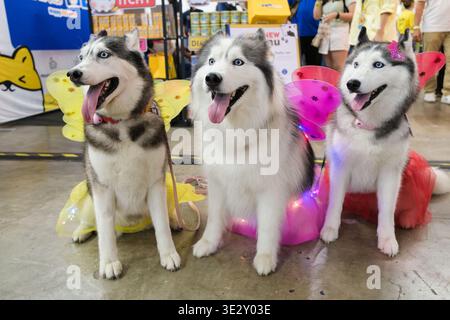 Trois chiens Husky posant ensemble dans des costumes colorés lors d'une exposition d'animaux de compagnie en intérieur. Portrait de groupe joyeux d'animaux habillés avec des accessoires lumineux et Banque D'Images